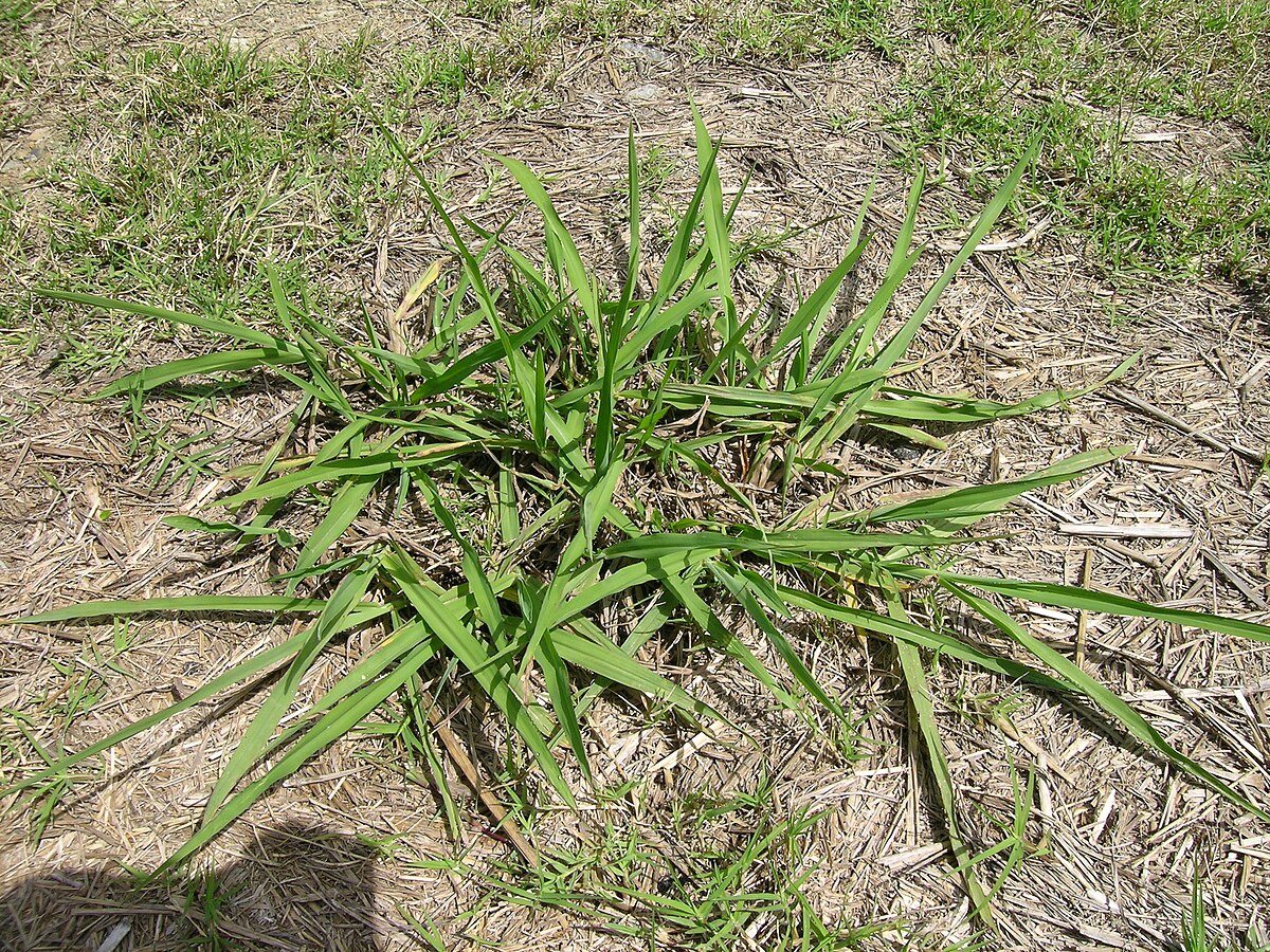Dallisgrass
