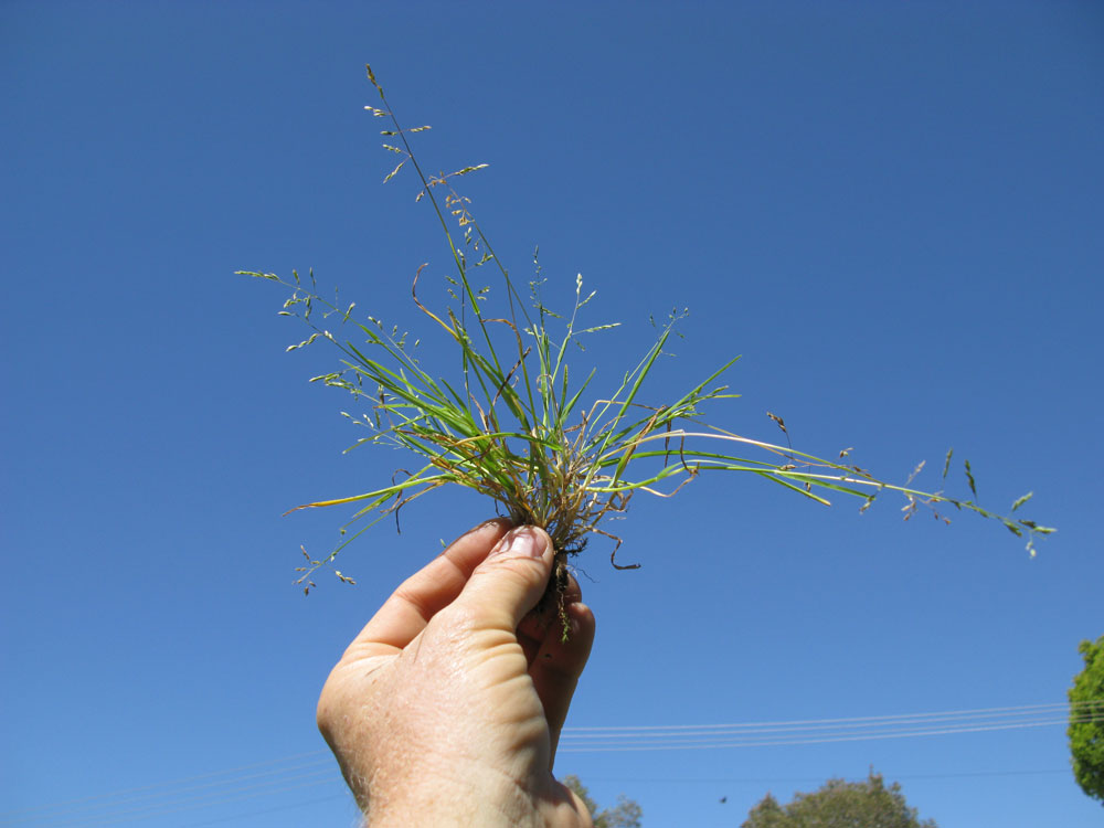 Poa Annua