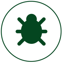 insects